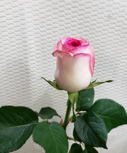 عکس گل رز لب صورتی