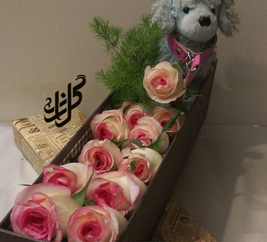عکس گل رز لب صورتی