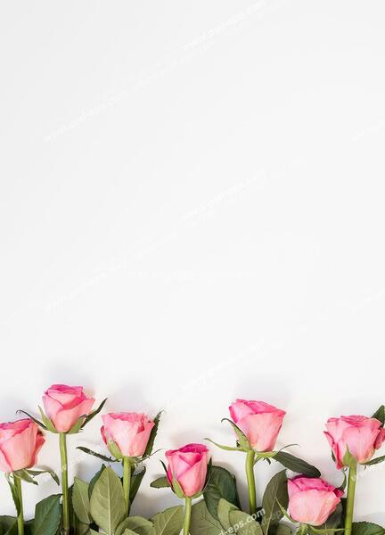 عکس صفحه سفید گل