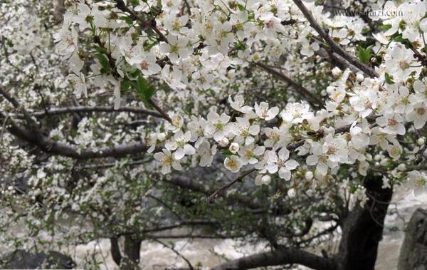 عکس شکوفه بهاری زیبا