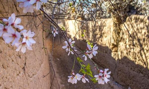 عکس شکوفه بهاری زیبا