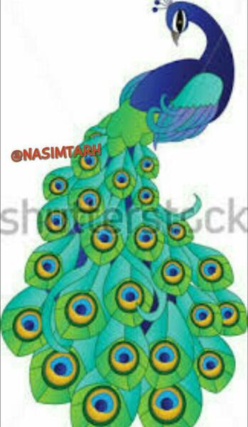 عکس خام طاووس
