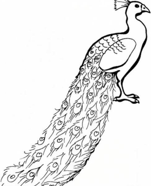 عکس خام طاووس