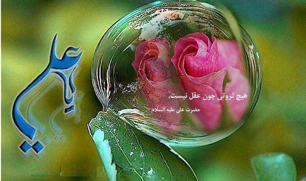 عکس گل حضرت علی