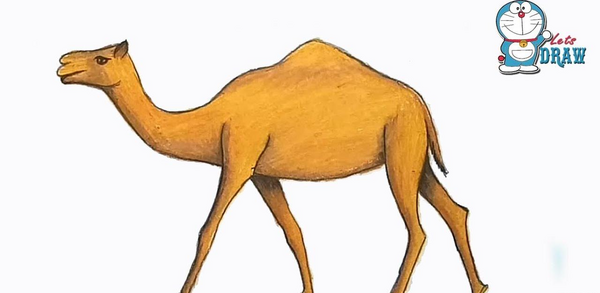 عکس شتر برای رنگ آمیزی