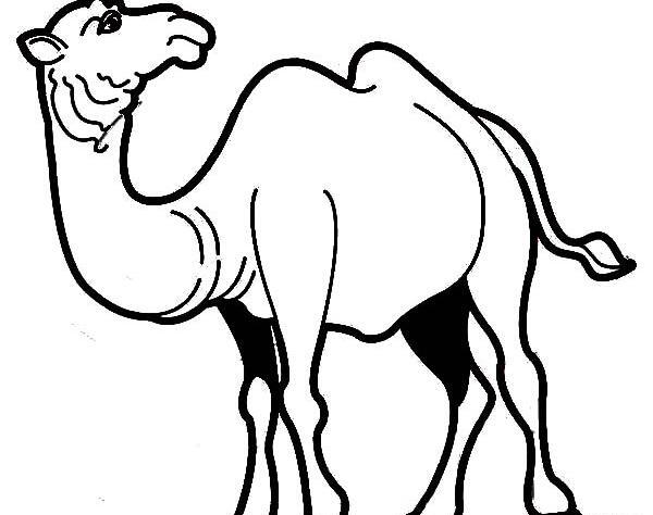 عکس شتر برای رنگ آمیزی