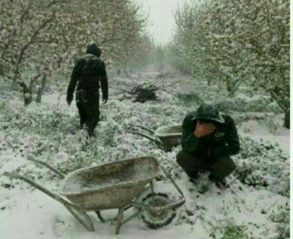 عکس بهار غم انگیز