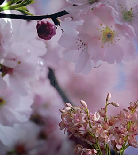 عکس بهار غم انگیز