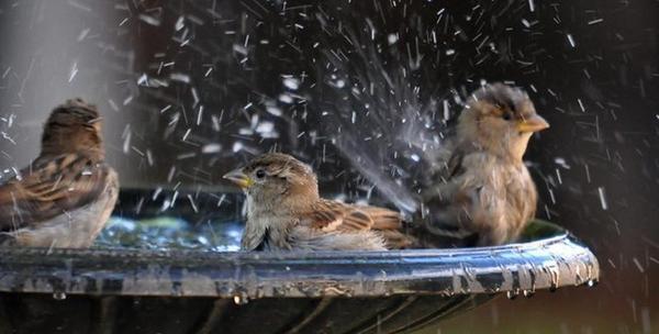 عکس باران و طبیعت