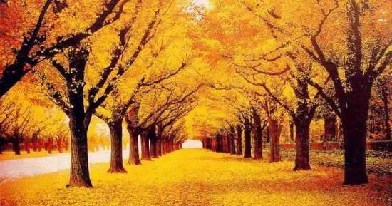 عکس منظره ی پاییزی