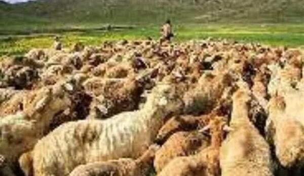 عکس حمله گرگ به گوسفندان
