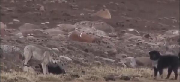 عکس حمله گرگ به گوسفندان