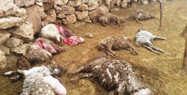 عکس حمله گرگ به گوسفندان