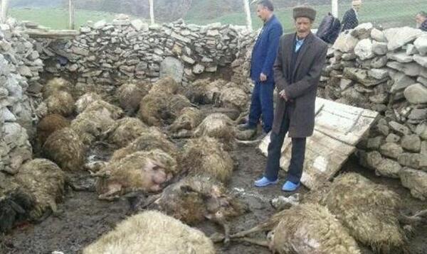 عکس حمله گرگ به گوسفندان