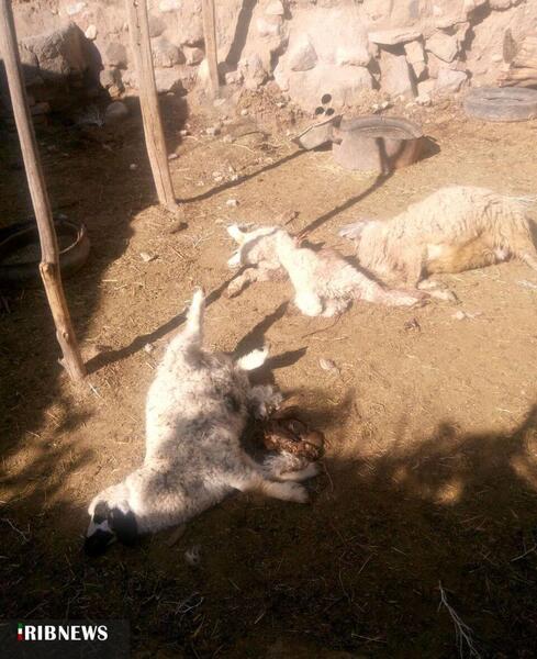 عکس حمله گرگ به گوسفندان