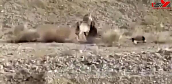 عکس حمله گرگ به گوسفندان