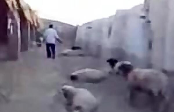 عکس حمله گرگ به گوسفندان