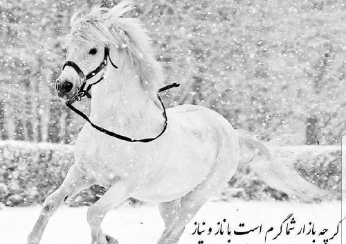 عکس اسب غمگین