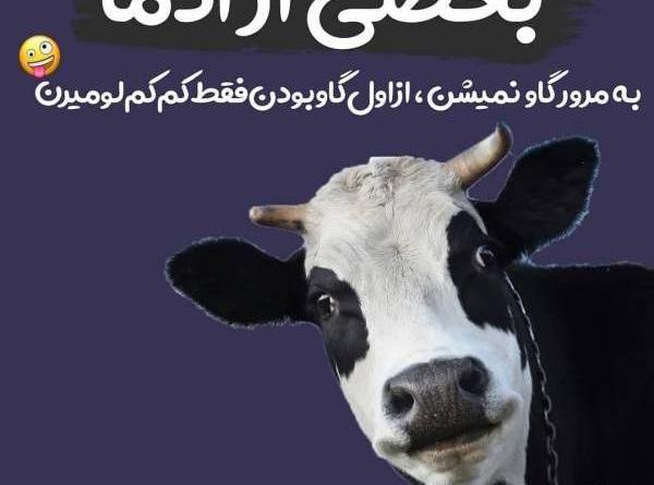 عکس گاو مسخره
