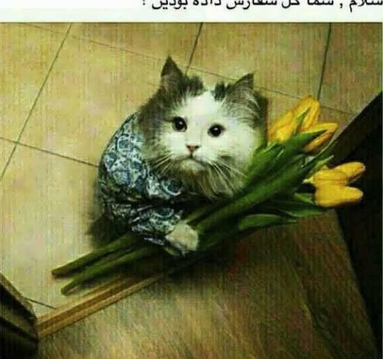 عکس خنده گل