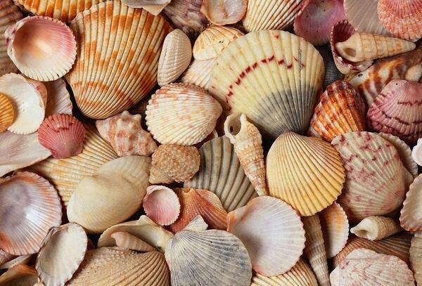 عکس صدف شیشه ای