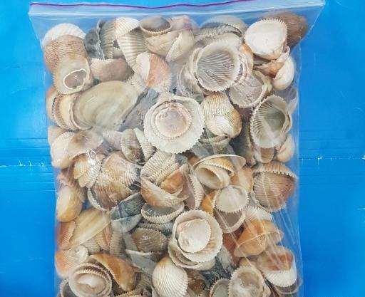 عکس صدف شیشه ای