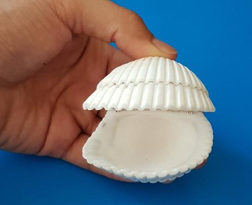 عکس صدف شیشه ای