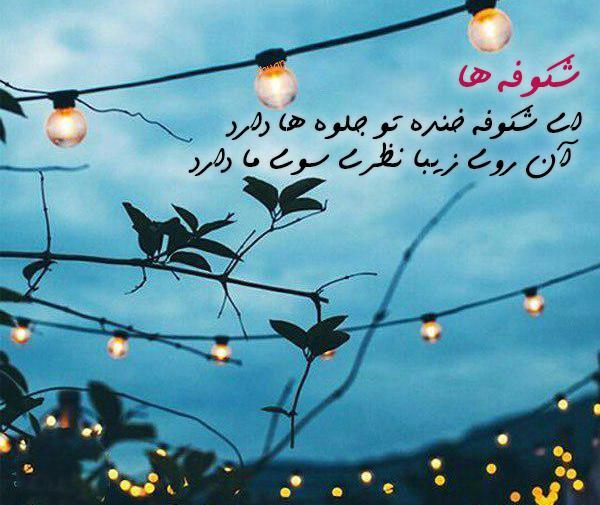عکس شکوفه نصیری