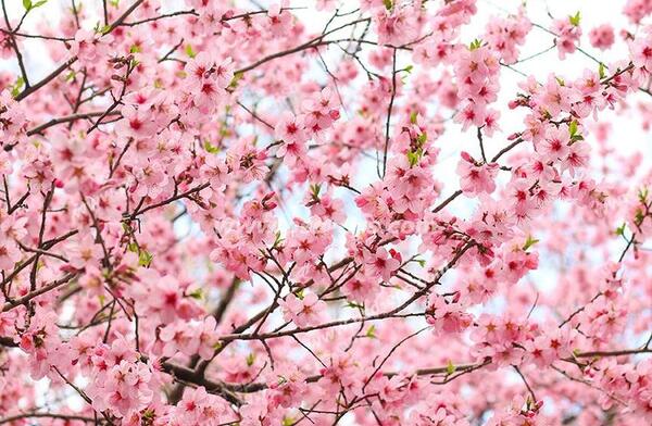 عکس شکوفه نصیری