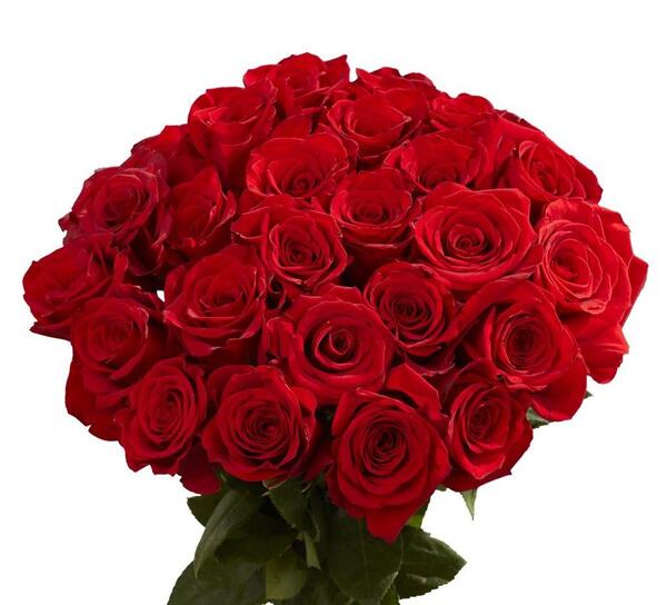 عکس گل رز طبیعی