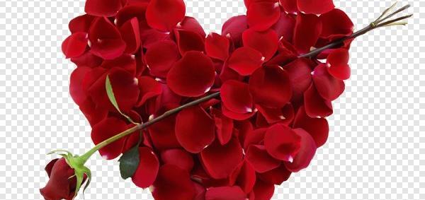 عکس قلب با گل رز