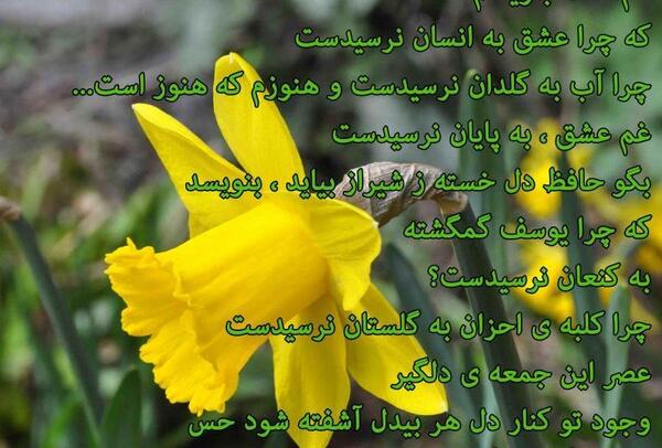 عکس گل نرگس با متن زیبا