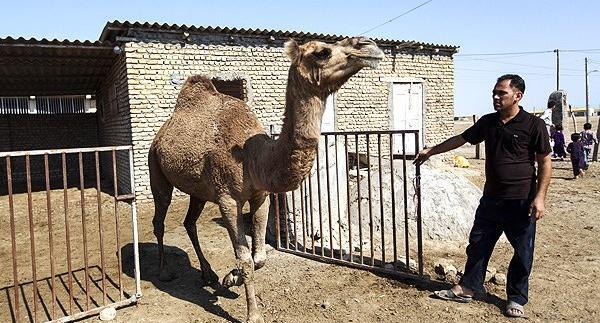 عکس شتر کشی