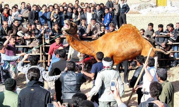 عکس شتر کشی