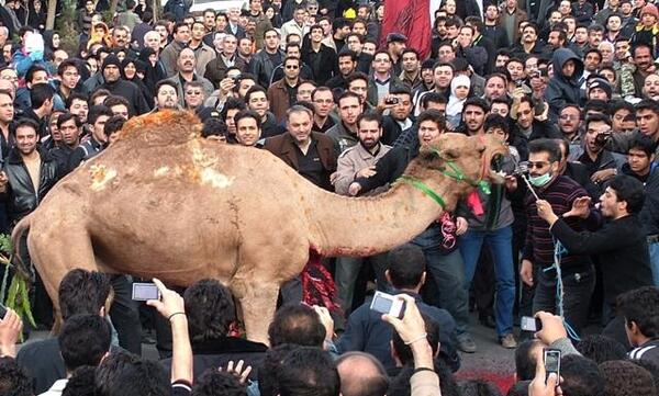 عکس شتر کشی