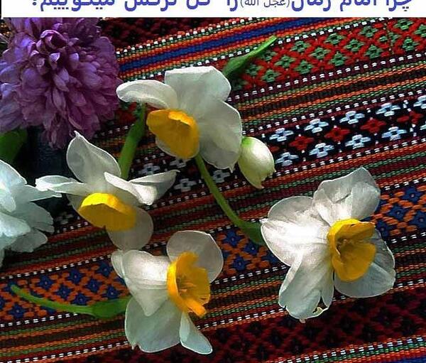 عکس نوشته گل نرگس امام زمان