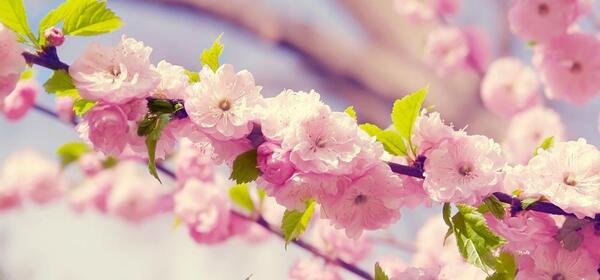 عکس های بهاری برای دسکتاپ