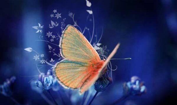 عکس پروانه های زیبا برای پروفایل