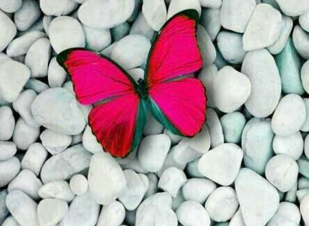 عکس پروانه های زیبا برای پروفایل