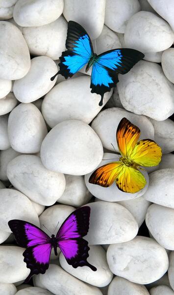 عکس پروانه های زیبا برای پروفایل