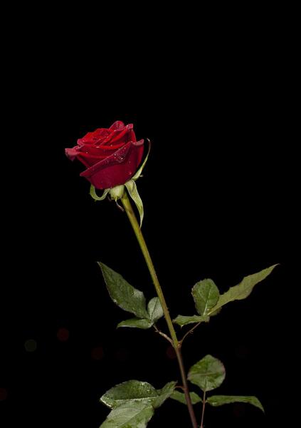 عکس گلهای زیبای مشکی