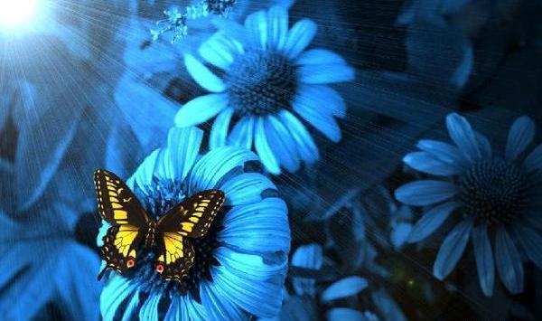 عکس زیبا آبی