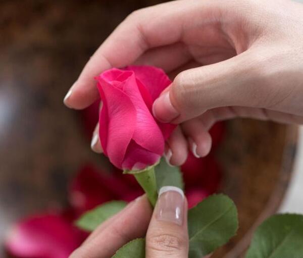 عکس گل یا طبیعت برای پروفایل
