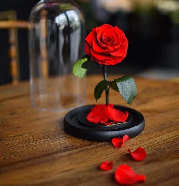 عکس گل یا طبیعت برای پروفایل