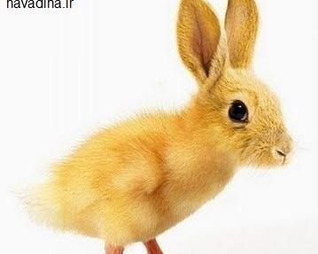 عکس خرگوش خنده دار