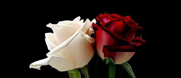 عکس گل یاس رز