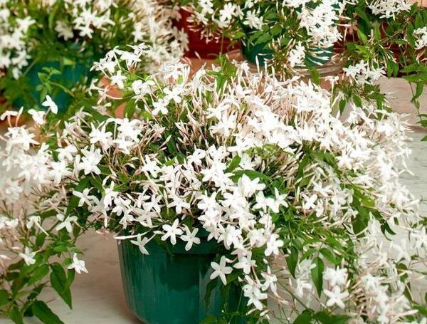 عکس گل یاس رز