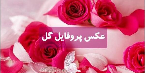 عکس گل یاس رز