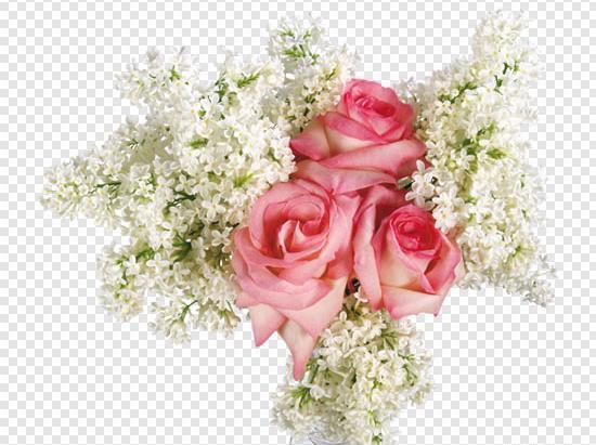 عکس گل یاس رز