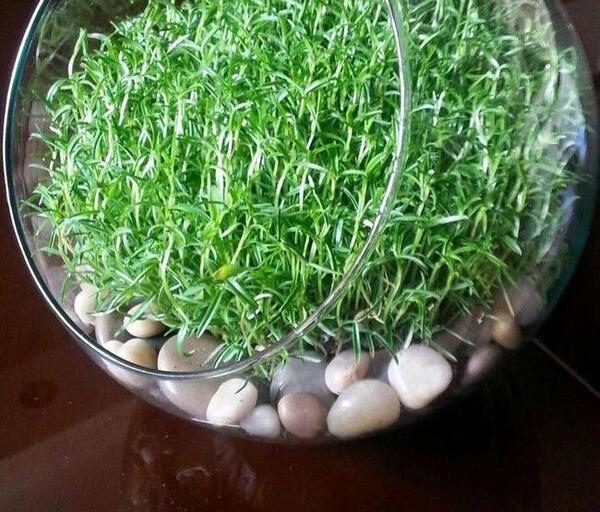 عکس سبزه عید سال ۱۴۰۳